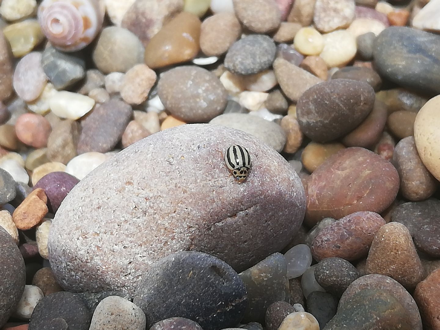 Coccinellidae: Tytthaspis phalerata